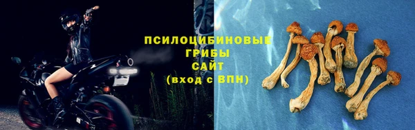 стаф Кодинск